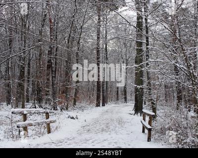 Sentier pédestre de la forêt enneigée dans la forêt de Kottenforst à Bonn, Allemagne en janvier Banque D'Images