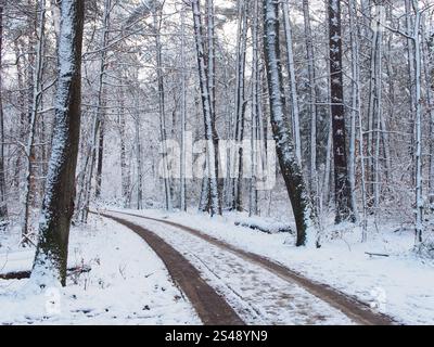 Paysage forestier enneigé avec pistes de voiture dans la forêt de Kottenforst à Bonn, Allemagne en janvier Banque D'Images