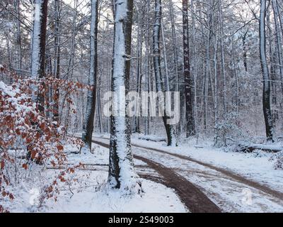 Sentier pédestre de la forêt enneigée dans la forêt de Kottenforst à Bonn, Allemagne en janvier Banque D'Images