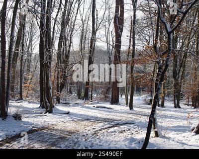 Soleil brille à travers les arbres enneigés de la forêt de Kottenforst à Bonn, Allemagne en janvier Banque D'Images
