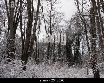 Arbre enneigé paysage hivernal la forêt de Kottenforst à Bonn, Allemagne en janvier Banque D'Images