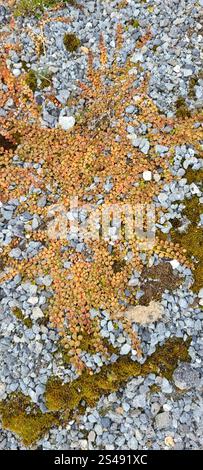 Willowherb de Nouvelle-Zélande (Epilobium brunnescens) Banque D'Images