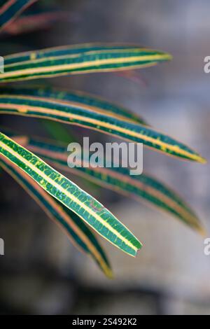 Fragment de plante frappante présente de longues feuilles étroites avec des rayures vertes et jaunes vibrantes, prospérant dans un environnement tropical. Photo de haute qualité Banque D'Images