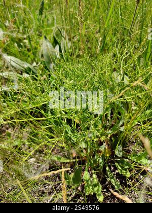 Statice allemand (Goniolimon tataricum) Banque D'Images