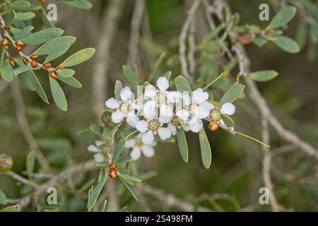 Fleurs d'arbre à thé, blanches, entourées de feuilles et de branches. Une plante australienne indigène. Banque D'Images