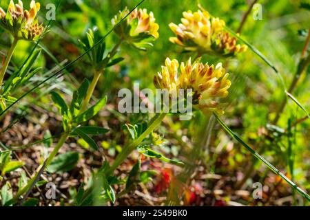 Vetch de rein, Anthyllis Vulneraria, Vercors, France Banque D'Images