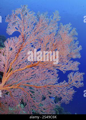 Éventail de nœuds rouges (Melithaea ochracea) en eau bleue, site de plongée Coral Garden, Menjangan, Bali, Indonésie, Asie Banque D'Images