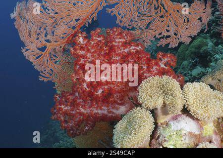 Corail rouge (Dendronephthya), éventail noué rouge (Melithaea ochracea) et coraux mous jaunes dans un environnement sous-marin diversifié, site de plongée Coral Gard Banque D'Images