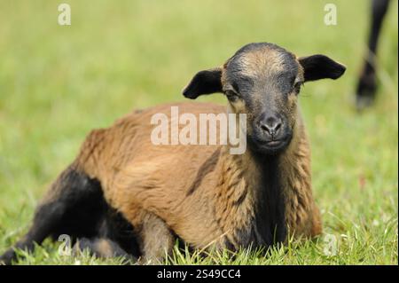 Un agneau brun reposant détendu sur une prairie verte, mouton camerounais (Ovis gmelini aries), Franconie Banque D'Images