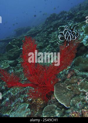 Coraux rouges vifs, éventail de nœuds rouges (Melithaea ochracea) et étoile à plumes rouges dans un paysage sous-marin diversifié, site de plongée Toyapakeh, Nusa Ceningan, Nusa Banque D'Images