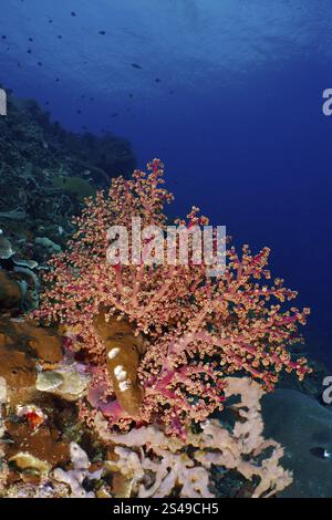 Magnifiques coraux de couleur rose, corail mou de Godeffroy (Siphonogorgia godeffroyi), embellissent les fonds marins dans une scène calme, site de plongée SD, Nusa Ceningan, Nu Banque D'Images