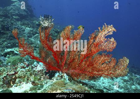 Éventail noué rouge (Melithaea ochracea) sur le fond de l'océan, représentation du monde sous-marin animé, site de plongée Crystal Bay, Nusa Ceningan, Nusa Pen Banque D'Images