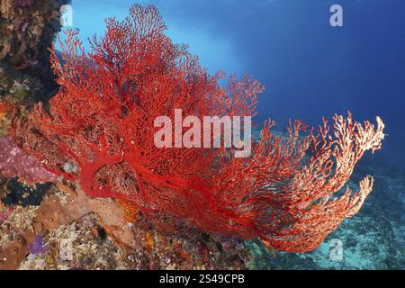 L'éventail de nœuds rouges (Melithaea ochracea) montre des couleurs vives dans le monde sous-marin profond, site de plongée Crystal Bay, Nusa Ceningan, Nusa Penida, Bali, Indonésie Banque D'Images