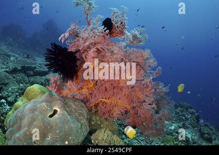 Éventail de nœuds rouges (Melithaea ochracea) sur le fond marin avec des poissons nageant devant, site de plongée Crystal Bay, Nusa Ceningan, Nusa Penida, Bali, Indonésie, Asie Banque D'Images