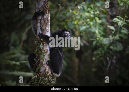 Lémurien Indri, le plus grand membre de la famille des lémuriens du parc national Andasibe, dans l'est de Madagascar Banque D'Images