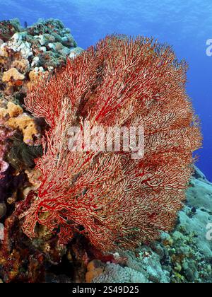 Fan de noeud rouge (Melithaea ochracea) dans l'océan, beauté des récifs et de l'environnement sous-marin, site de plongée SD, Nusa Ceningan, Nusa Penida, Bali, indone Banque D'Images