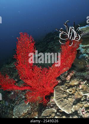 Coraux rouges vifs, éventail de nœuds rouges (Melithaea ochracea) et étoile à plumes rouges dans un paysage sous-marin diversifié, site de plongée Toyapakeh, Nusa Ceningan, Nusa Banque D'Images