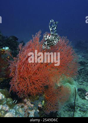 Éventail de nœuds rouges (Melithaea ochracea) avec étoile à plumes dans l'océan, diversité du monde sous-marin, site de plongée Twin Reef, Penyapangan, Bali, Indonésie Banque D'Images