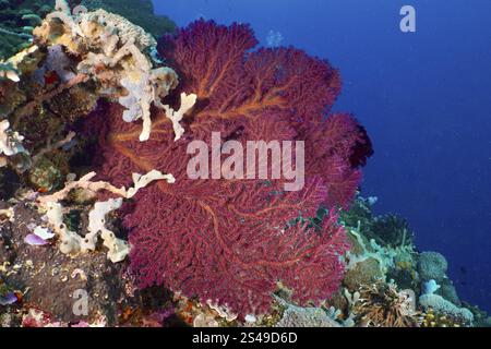 Éventail noué rouge (Melithaea ochracea) sur un récif sous-marin, site de plongée SD, Nusa Ceningan, Nusa Penida, Bali, Indonésie, Asie Banque D'Images