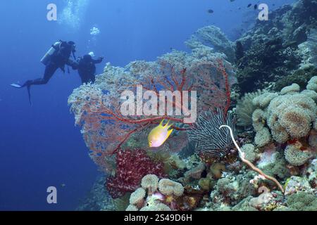 Les plongeurs explorent le récif avec l'éventail de noeud rouge (Melithaea ochracea), d'autres coraux mous et poissons dans la mer tropicale, site de plongée Coral Garden, Menjangan, Bali, Indon Banque D'Images