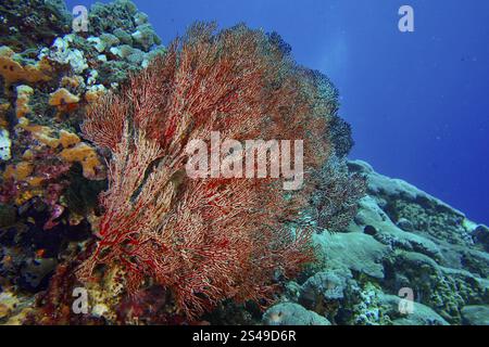 Éventail de nœuds rouges (Melithaea ochracea) dans un paysage marin, photo sous-marine, site de plongée SD, Nusa Ceningan, Nusa Penida, Bali, Indonésie, Asie Banque D'Images