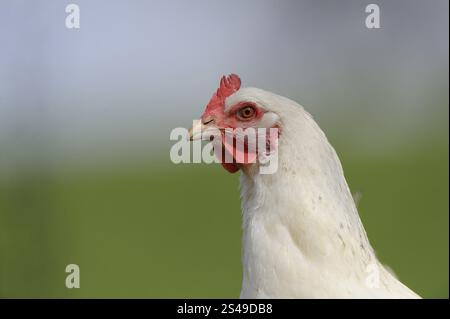Gros plan d'une poule blanche sur fond flou, volaille domestique (Gallus gallus domesticus), Franconie Banque D'Images