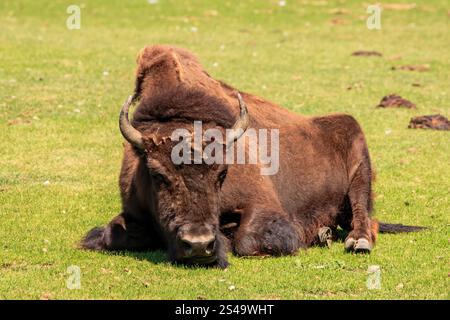Un buffle est couché dans un champ herbeux. Le buffle est brun et a une grande corne sur la tête. La scène est paisible et sereine, avec le buffle Banque D'Images