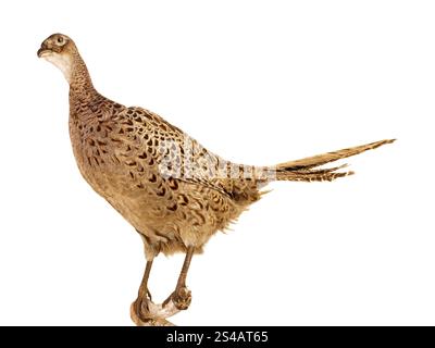 Poule de faisan sur fond blanc Banque D'Images