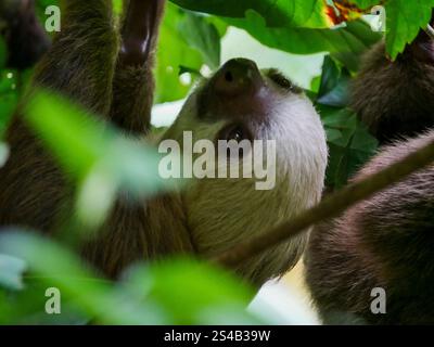 Le visage d'un paresseux à deux doigts de Hoffmann (Choloepus hoffmani) photographié au Jaguar Rescue Center au Costa Rica. Le centre de secours Jaguar est Banque D'Images