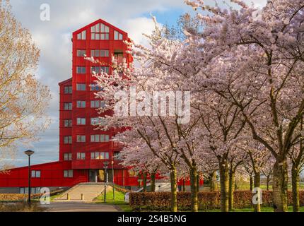 Paysage urbain d'Almere, cerisiers en fleurs dans le quartier de Regenboogbuurt Banque D'Images