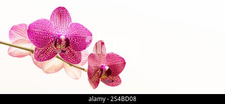 Bannière avec fleur d'orchidée rose fleurie devant un fond beige. Banque D'Images