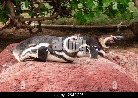 Deux pingouins sont allongés sur un rocher dans une enceinte de zoo. Un des pingouins regarde la caméra Banque D'Images