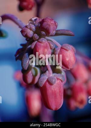 Photographie macro extrême des minuscules bourgeons et fleurs d'une plante succulente d'echeveria, capturée dans un jardin dans les montagnes andines orientales. Banque D'Images