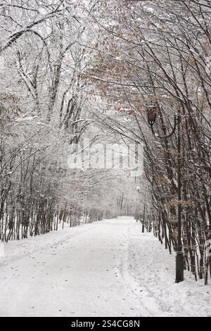 Une scène hivernale tranquille avec un sentier enneigé encadré par des arbres chargés de gel. Les tons bleus froids créent une image paisible et atmosphérique d'un se Banque D'Images