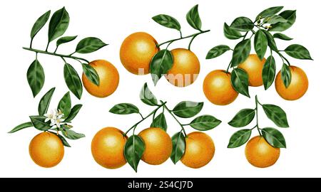 Oranges juteuses sur les branches. Agrumes oranges avec des fleurs. Feuilles et fleurs avec des fruits sur les branches d'arbres. Illustration aquarelle. vintage Banque D'Images