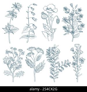 Herbes fleurs sauvages plantes médicinales botaniques vecteur de guérison organique ensemble dans le style dessiné à la main. Herbes fleurs sauvages plantes médicinales botaniques vecteur de guérison organique ensemble dans le style dessiné à la main. Plante médicinale d'herbe et illustration de plante botanique pour la guérison Illustration de Vecteur