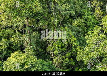 Vue d'en haut de la canopée des arbres de la jungle, forêt amazonienne, parc national de Yasuni, Équateur, Amérique du Sud Banque D'Images