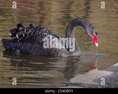 Un seul cygne noir (Cygnus atratus) buvant dans l'étang du parc Rheinaue à Bonn, en Allemagne, par une journée ensoleillée de janvier Banque D'Images
