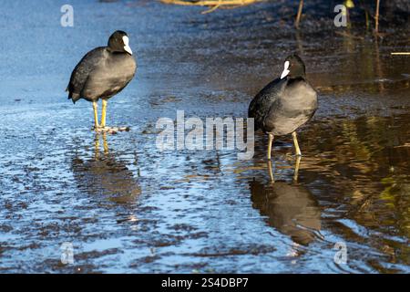 Coots debout sur le canal gelé Banque D'Images