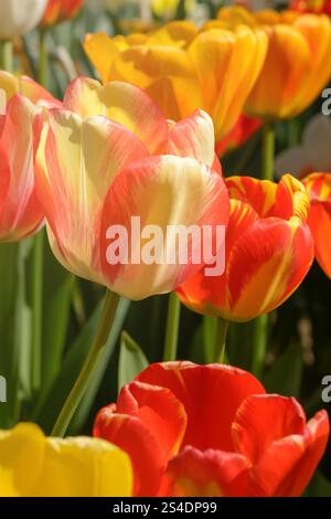 Tulipe jaune et rouge sur fond flou, mise au point sélective Banque D'Images