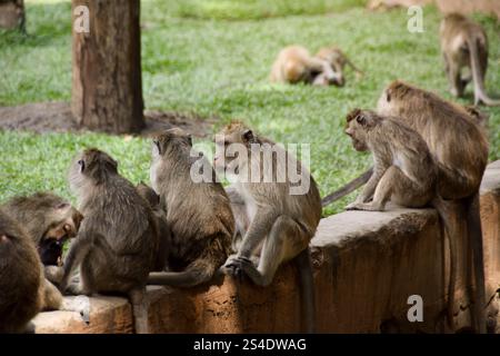 Macaca fascicularis (singe à longue queue). Gros plan sur le singe à longue queue. Une foule de singes dans le zoo Banque D'Images