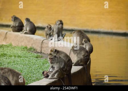 Macaca fascicularis (singe à longue queue). Gros plan sur le singe à longue queue. Une foule de singes dans le zoo Banque D'Images