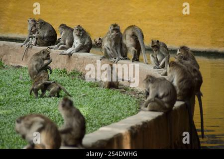 Macaca fascicularis (singe à longue queue). Gros plan sur le singe à longue queue. Une foule de singes dans le zoo Banque D'Images