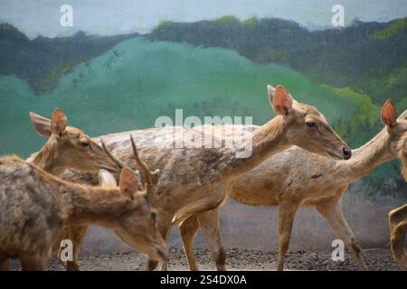 Rusa timorensis (Javan rusa). Rusa timorensis est répandu de Java, Bali, Kalimantan du Sud, Nusa Tenggara (y compris Timor Leste), Sulawesi et Maluk Banque D'Images