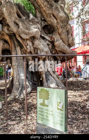 Palma de Majorque Îles Baléares Espagne,vieille ville,Placa de Cort,Olivera de Cort,ancien olivier,arbre unique,Arbol Singular,arbre protégé,t noueux Banque D'Images