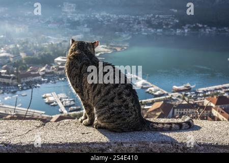 Chat regardant du mur de la forteresse à la ville et le port de Kotor, Kotor, Monténégro, Europe Banque D'Images