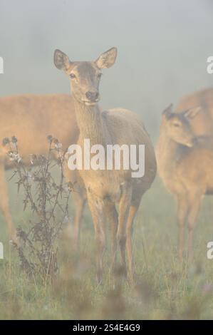 Un groupe de crins avec un jeune dans la lumière brumeuse du matin, cerf rouge (Cervus elaphus), Bavière Banque D'Images