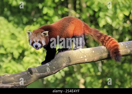Panda rouge occidental Ailurus fulgens), adulte, sur tronc d'arbre, courant, captif, Himalaya, Asie centrale Banque D'Images
