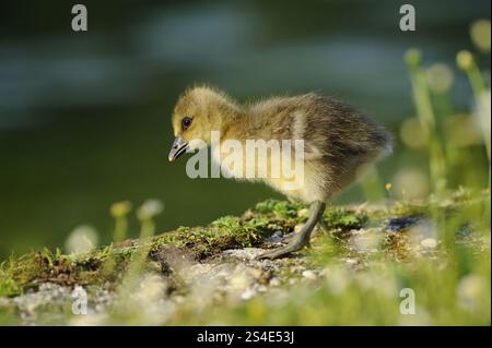 Un petit gosling se dresse sur une prairie fleurie à la lumière du soleil, oie grise (Anser anser), Franconie Banque D'Images
