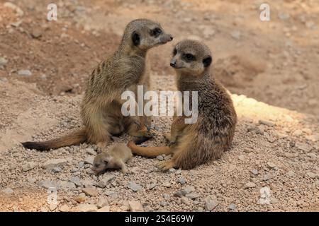 Hibou des terriers (Suricata suricatta), adulte, deux adultes, juvénile, nouveau-né, bébé, au terrier Banque D'Images